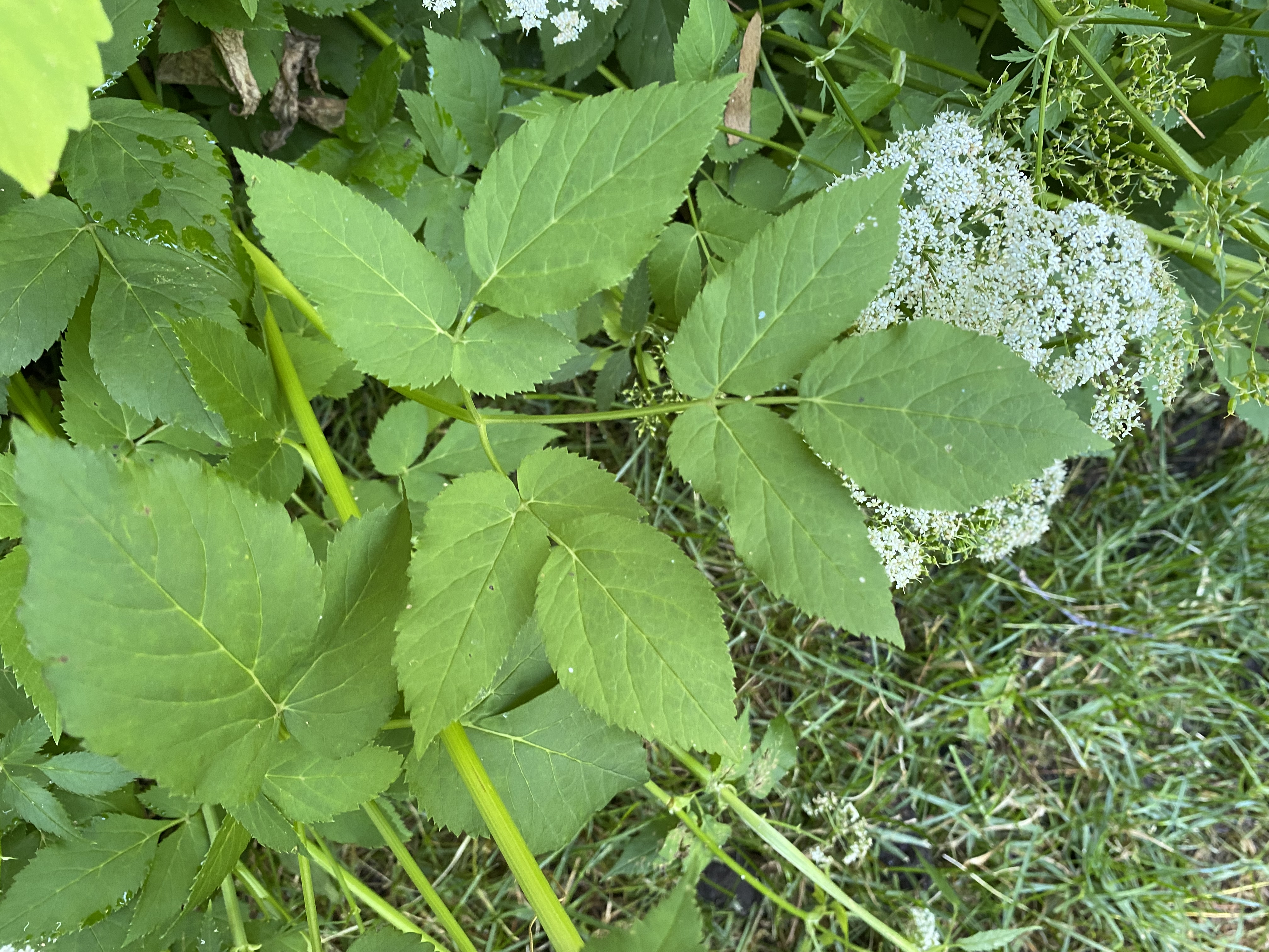 The photo is of goutweed leaves.  They are divided into leaflets and are arranged in groups of 3.  The leaflets are toothed and irregularly lobed.  
